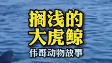 俄罗斯渔民们坚守一整晚拯救搁浅虎鲸，获得了意外的回报？#万物皆有灵性 #人与动物和谐共处 #动物救助
