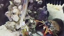 雀尾螳螂虾掰安瓶。雀尾螳螂虾能打碎鱼缸吗？