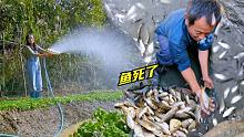 老爸的鱼苗突然死一大片，把水井抽干好取鱼，正好给蔬菜浇浇水！