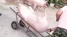 饲养员自制“抓猪神器”，“二师兄”在劫难逃