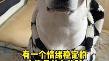 大家来看一岁小狗的科幻片啦。#拉布拉多日记 #懂事的小狗 #总之就是非常可爱 #有只小汪汪