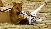 狮子狩猎斑马逗弄水牛#动物世界 #精彩片段 #狮子 #斑马 #水牛 