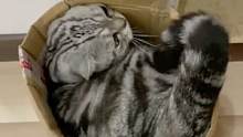 #猫猫 #搞笑 纸盒子：真的没有人为我发声吗