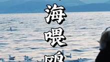 喂海鸥时总有一只为你停留，海鸥：只因在人群中多看了你一眼！#旅行推荐官 #龙龛码头#海鸥