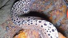 阿平赶海在岩石坑下发现一条豹纹蟒 #赶海