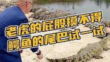 老虎的屁股摸不得鳄鱼的尾巴试一试#鳄珍 #鳄鱼 #鳄鱼养殖场