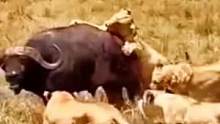 狮子通过狩猎水牛向伙伴们传授捕猎技巧#动物世界 #精彩片段 #狮子 #水牛 #万物皆有灵性 