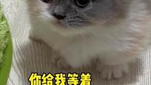 猫：这么点肉打发叫花子呢？#小奶猫的成长日记 #米努特矮脚猫 #曼基康矮脚 #吸猫 #猫咪的迷惑行为