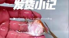 日常发鱼……
#观赏鱼 #水族 #水族爱好者 #热带鱼