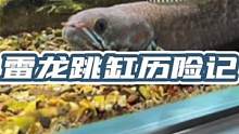 终究我还是太自以为是了，这条雷龙在没有盖子的鱼缸里养了三个月，没想到终究还是跳出来了，我真的知道错了