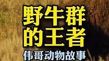 野牛的王者之路崎岖且艰难，谁是最后的赢家？#动物世界 #野牛 #武侠 #超燃