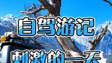 雪山脚下，刺激好玩，狗狗差点被牛踩扁了#自驾游 #旅行推荐官 #实弹打靶 #带着狗狗去旅行 