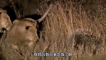 狮子抓豪猪，结局很巴适