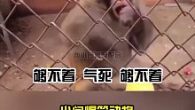这猴子的脾气，有点不好啊