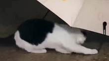 #偷伞猫猫 我说以前放走廊的伞怎么莫名其妙消失！#万万没想到 #猫咪