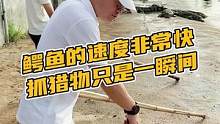 鳄鱼的速度非常快抓猎物只是一瞬间#马丁靴