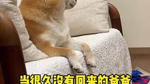 当很久没有回来的爸爸，挑战回家不摸狗…#柴犬 #笨蛋小狗