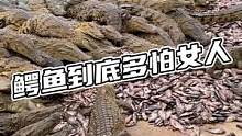 鳄鱼是真的怕女人#鳄鱼 #鳄珍 #鳄鱼养殖场 #女人