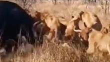 水牛群看着狮群享受自己同伴无奈只能和其对峙#动物世界 #精彩片段 #野生动物零距离 #狮子 #水牛 