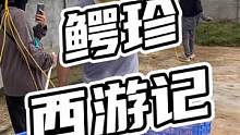 鳄珍西域记#鳄鱼 #鳄珍 #鳄鱼养殖场 #西游记