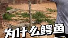 到底为什么鳄鱼这么怕二舅？我以身犯险要来了答案！边吃边说！#鳄鱼养殖场 #鳄珍 