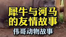 犀牛与河马能成为朋友吗？它们习性有什么不同？#万物皆有灵性 #萌宠 #河马 #犀牛