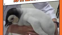 抱#企鹅  要托住屁屁的原因我算是找到了#可爱  #治愈  #萌宠