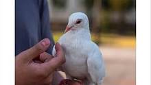 零距离接触天理小鸽鸽#生活碎片 #喂鸽子 #我的摄影日记 #摄影 #拍照 空手套白鸽，被小鸽鸽啄了一