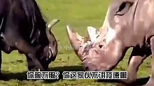 水牛VS犀牛，到底谁更厉害
