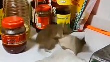 两只老鼠在厨房争地盘