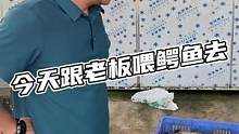 今天老板没直播，跟着老板去鳄鱼池喂鳄鱼去！帮助打开附近养鱼的农户销路，增加附近农户的收入！#鳄鱼 #