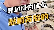 鳄鱼哥为什么愁眉苦脸的#鳄珍 #鳄鱼 #鳄鱼养殖场
