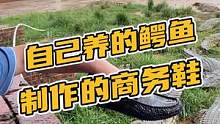 自己养的鳄鱼制作的商务鞋！#鳄鱼 #鳄珍 #鳄鱼养殖场 #商务