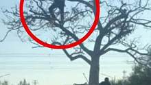 货车拉棵树，树上竟还站个人！#交通安全 #道路千万条安全第一条 #这操作都看傻了