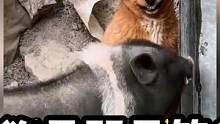 猪狗大战，狗竟然打不过猪 #搞笑 #狗狗 #萌宠搞笑 #搞笑视频 #专治不开心 #萌宠 #搞笑配音 
