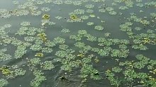 菱角里面打个窝，下竿就是大鲤鱼，带劲