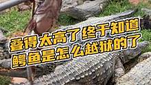 叠得太高了终于知道鳄鱼是怎么越狱的了#鳄珍 #鳄鱼