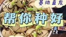11月种上它，1个月后，家里像喷了香水一样香。冬天必种球根，也叫凌波仙子，遇水就活 #水仙花 #种球