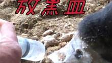 疼的要死！黑驴漏蹄半年未痊愈，窟窿大还发烧，冲洗上药再放黑血#毛驴修蹄 #修驴蹄 #解压 #手艺人 