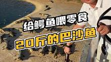喂鳄鱼喂的零食都是20斤的巴沙鱼#鳄鱼