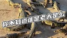 每个鳄鱼池里都有一个老大！#鳄鱼 #鳄珍 #鳄鱼养殖场