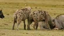鬣狗试图偷袭雄狮#动物世界 #精彩片段 #雄狮 #鬣狗 #万物皆有灵性 