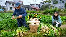 首批白萝卜采摘，长得也太好了，姑娘又惊又喜，没忍住竟拔多了！