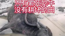 只有累死的牛，没有耕坏的田