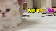 我的小发热宝还会按摩呢#米努特矮脚猫 #小奶猫的成长日记 #猫咪的迷惑行为 #吸猫 #曼基康矮脚