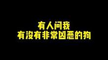 小恶霸跟我玩完就累的呼哧带喘，我都怕它突然晕过去#恶霸犬 #狗 #宠物知识 #二狗挑狗