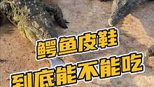 鳄鱼皮鞋到底能不能吃#鳄珍 #鳄鱼 #鳄鱼养殖场
