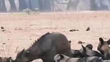 野狗群拿捏落单的小水牛#动物世界 #精彩片段 #野狗 #野生动物零距离 #水牛 