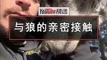 与两头狼的亲密接触。明明有着粗犷到不行的嗓音，怎么跟狗子一样喜欢拿头蹭人呢。#狼 #动物 #宠物