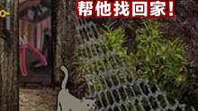 小猫走丢了 带它回家！ #解密游戏 